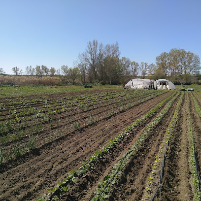 Tómate la Huerta en Torremocha de Jarama. Procesamiento de frutas y verduras