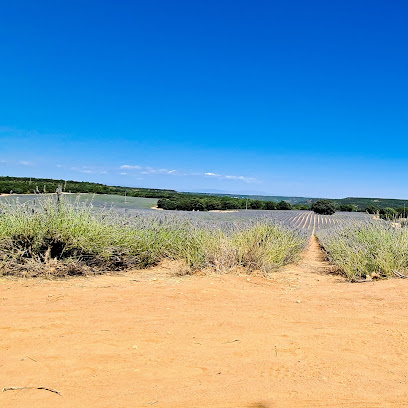Campos de lavanda en Brihuega. Atracción turística