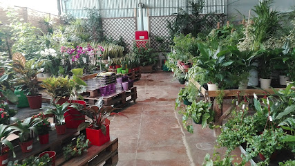 Plantes Inca en Inca. Comercio
