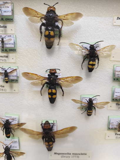 La Casa de las Mariposas en Griegos. Museo