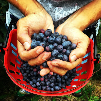 Plantación Berries Nature Park en Tiñana. Fabricante de alimentos
