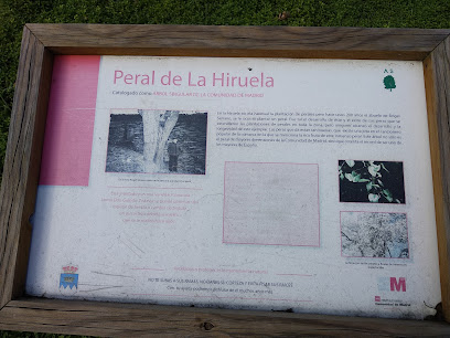Peral de La Hiruela en La Hiruela. Lugar de interés histórico