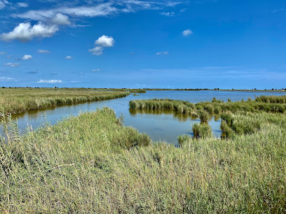Laguna de la Encañisada en Amposta. Reserva natural