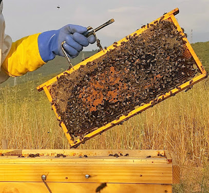 ABEJAS BIERZO en Camponaraya. Ganadero