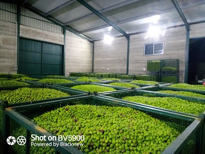 Aceitunas Florencio Iglesias en Guijo de Granadilla. Cooperativa de aceite de oliva