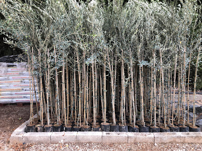 Viveros Guzmágina en Huelma. Vivero mayorista