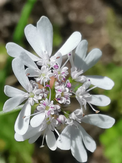 Finca Ecológica La Pila en San Sebastián de La Gomera. Mayorista de frutas y hortalizas