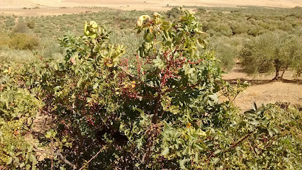 Sierra de San Miguel en Llerena. Zona de senderismo