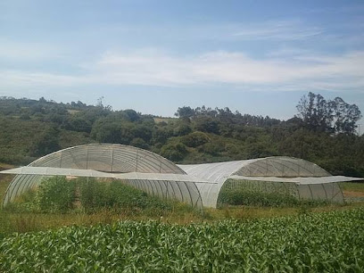 Croa do Castro en Malpica. Consultora medioambiental