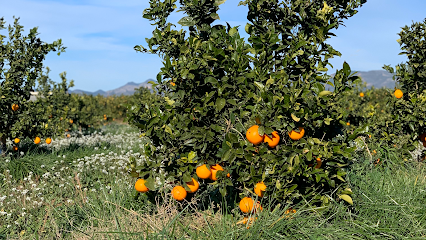 Naranjas del Carmen en Bétera. Huerto