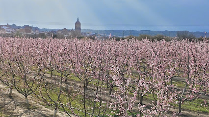 Melocotones 'Finca EL BERZAL de Guadix' en Esfiliana. Organización agrícola