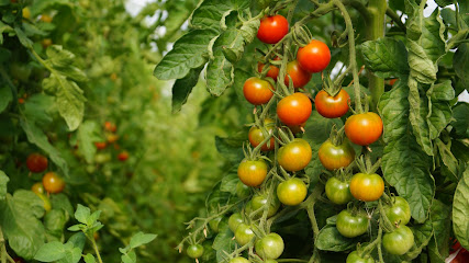 Huerta Molinillo en Burgos. Huerto