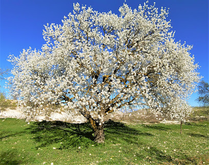 ALMENDRAS BARNÉS en Zújar. Mayorista