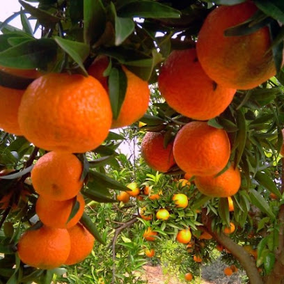 Naranjas Deli en Alzira. Tienda de alimentos naturales