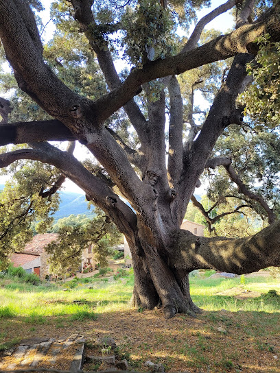 Carrasca de Culla en Culla. Parque