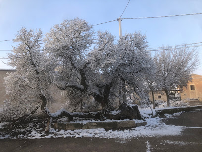 Moral de las Tormentas en La Sequera de Haza. Jardín