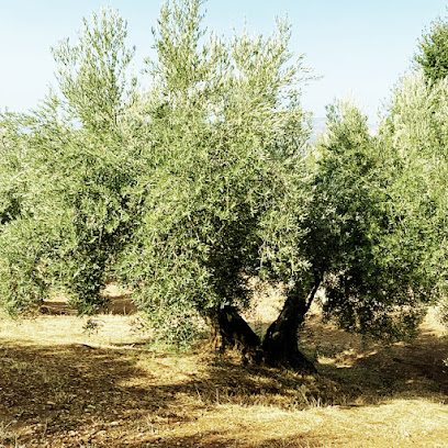 Apadrina un olivo centenario en Almagro. Empresa de embotellado de aceite de oliva