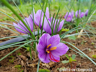 Safrà de l'Empordà en Verges. Mercado