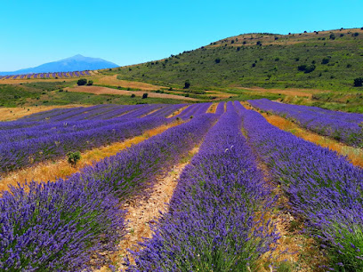 Árboles Ecológicos en Lituénigo. Producción agrícola