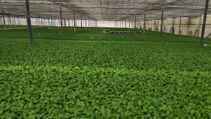 Semillero Campoadra S.C.A. en La Cuatro Higueras. Proveedor de semillas