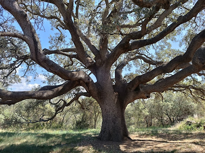 Carrasca de Roque en Adahuesca. Atracción turística