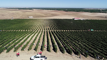 Viejas del Majuelo en Moraleja de Coca. Viñedo