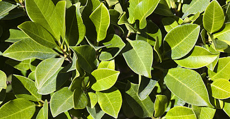Azul Jardines en Sevilla. Servicio de jardinería