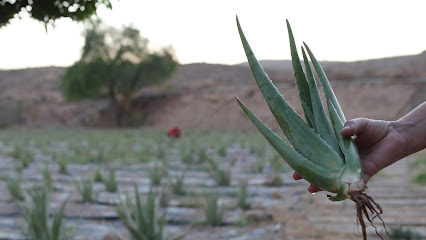 NASIRA - Aloe vera en Abrucena. Tienda de productos agrícolas