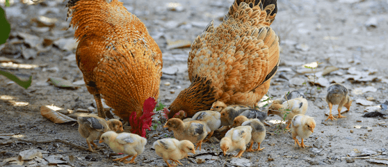 Tu Gallina Online | Compra Gallinas a Distancia | Material Avícola y Alimentación en Beas de Granada. Granja avícola