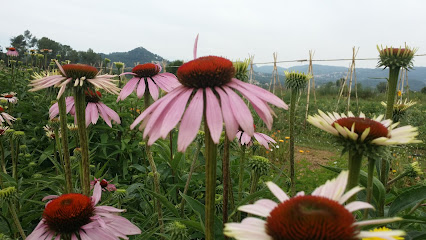 Parc de les Olors en Santa Eulalia de Ronsana. Organización agrícola