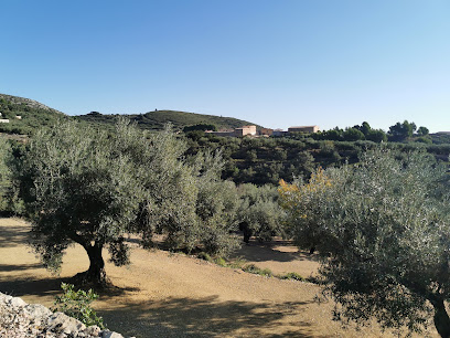 Oliveres del Mas de Barberans en Mas de Barberans. Zona de senderismo