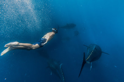 Tuna Tour en L'Ametlla de Mar. Agencia de viajes
