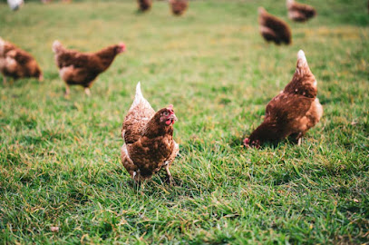La Granja de Ibai en Aldea del Rey Niño. Proveedor de huevos