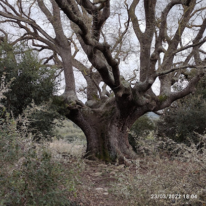 Roure d'Ancosa en La Llacuna. Lugar de interés histórico