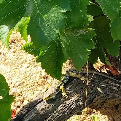 Bodega Mendiko en Aibar. Bodega