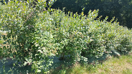 Arándanos El Bondeyo - DYPWEB S.L. en Grado. Mayorista de frutas y hortalizas