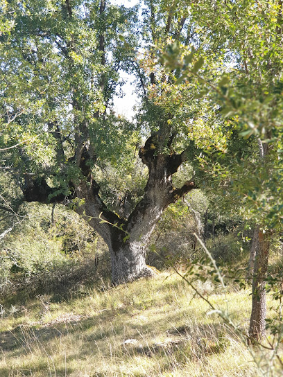 Enraizados - Dehesa de Mambrillas de Lara en Mambrillas de Lara. Zona de senderismo