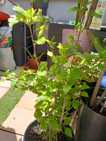Viverland - Vivero de Plantas y Frutales en Berlanga