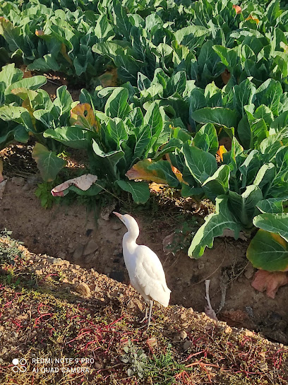 ECOLOGICS DEL CAMP en Cambrils. Cooperativa agropecuaria
