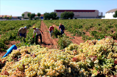 CAMPOS REALES en El Provencio. Bodega