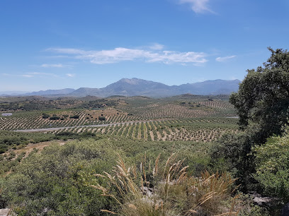 Monva en Mancha Real. Empresa de embotellado de aceite de oliva