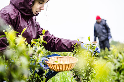Plantaciones de té de Orballo en Paderne. Sin categoría
