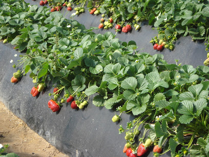 Bionest Pozo del Camino en Isla Cristina. Procesamiento de frutas y verduras