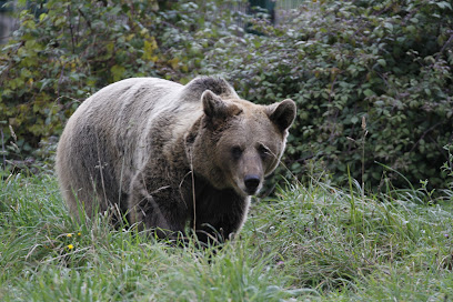 Fundación Oso de Asturias en Proaza. Fundación de investigación