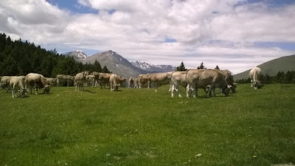 Vedella ecològica Brunec en Pobellá. Granja