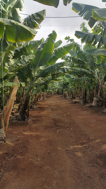 Finca ecológica Las Hoyas en Guía. Sin categoría