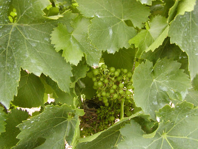 Biopaumerà en Rasquera. Bodega