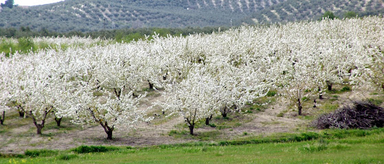 Cerezas y Almendras Castillo S.L. en Castillo de Locubín. Mayorista de frutas