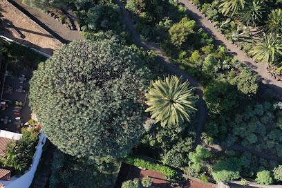 Parque del Drago Milenario en Icod de los Vinos. Jardín botánico