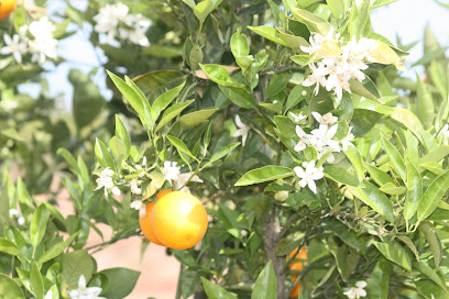 Naranjas Orbe en Faura. Frutería